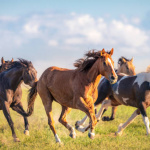 Close-up of a group of horses galloping free in rural Utah, USA.