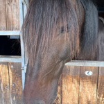 ecole naitre et sens equi sophrologie 3